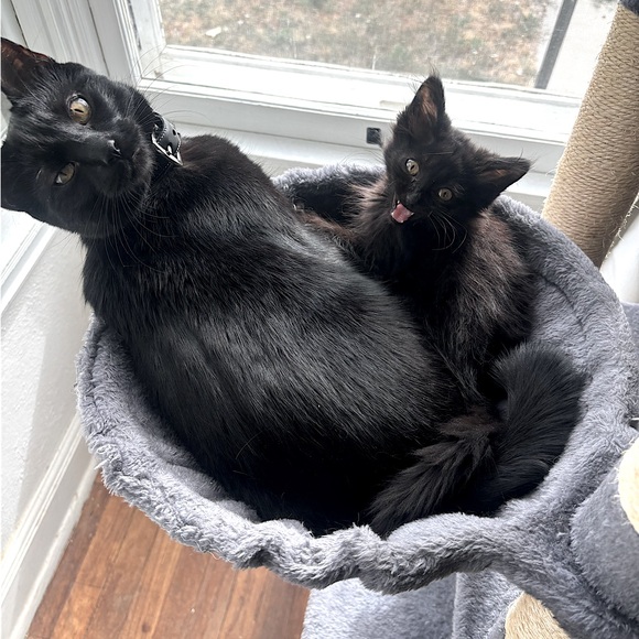 • 𝔪𝔢𝔢𝔱 𝔶𝔬𝔲𝔯 𝔰𝔢𝔩𝔩𝔢𝔯 !! • - Picture 7 of 11